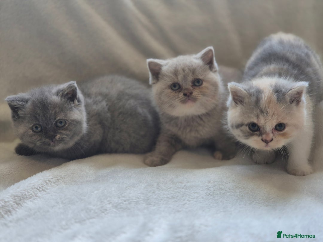 British Shorthair cats for sale: Gccf registered British shorthair kittens - Image 1