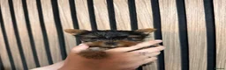 Yorkshire Terrier dogs for sale: Beautiful KC Registered Yorkshire Terrier Males - Advert 6