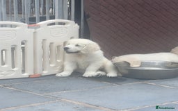 Golden Retriever dogs for sale: Stunning Puppies by Kezdek’s Golden Retrievers - Image 4