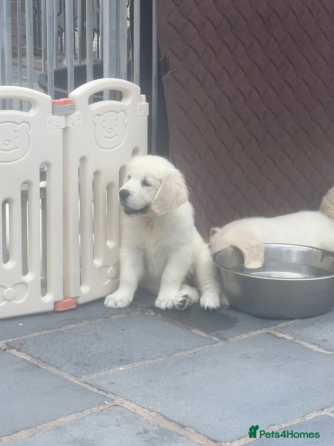 Golden Retriever dogs for sale: Stunning Puppies by Kezdek’s Golden Retrievers - Image 4
