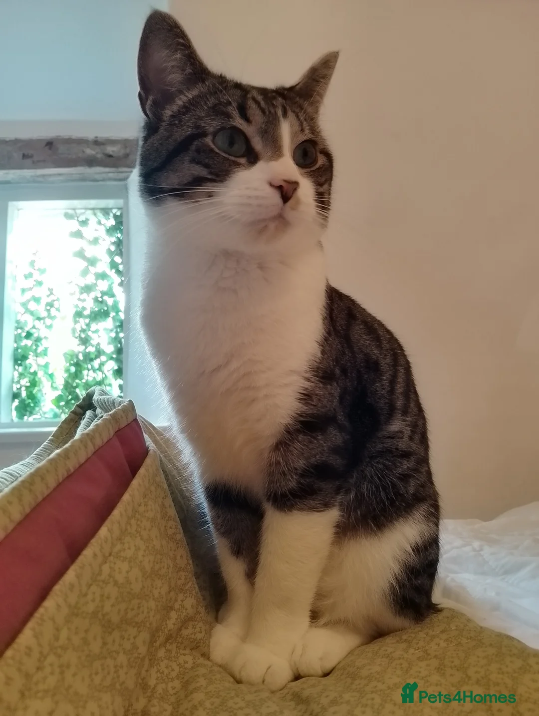 Siamese cats for sale: Young Siamese cross, looking for quiet home - Advert 2