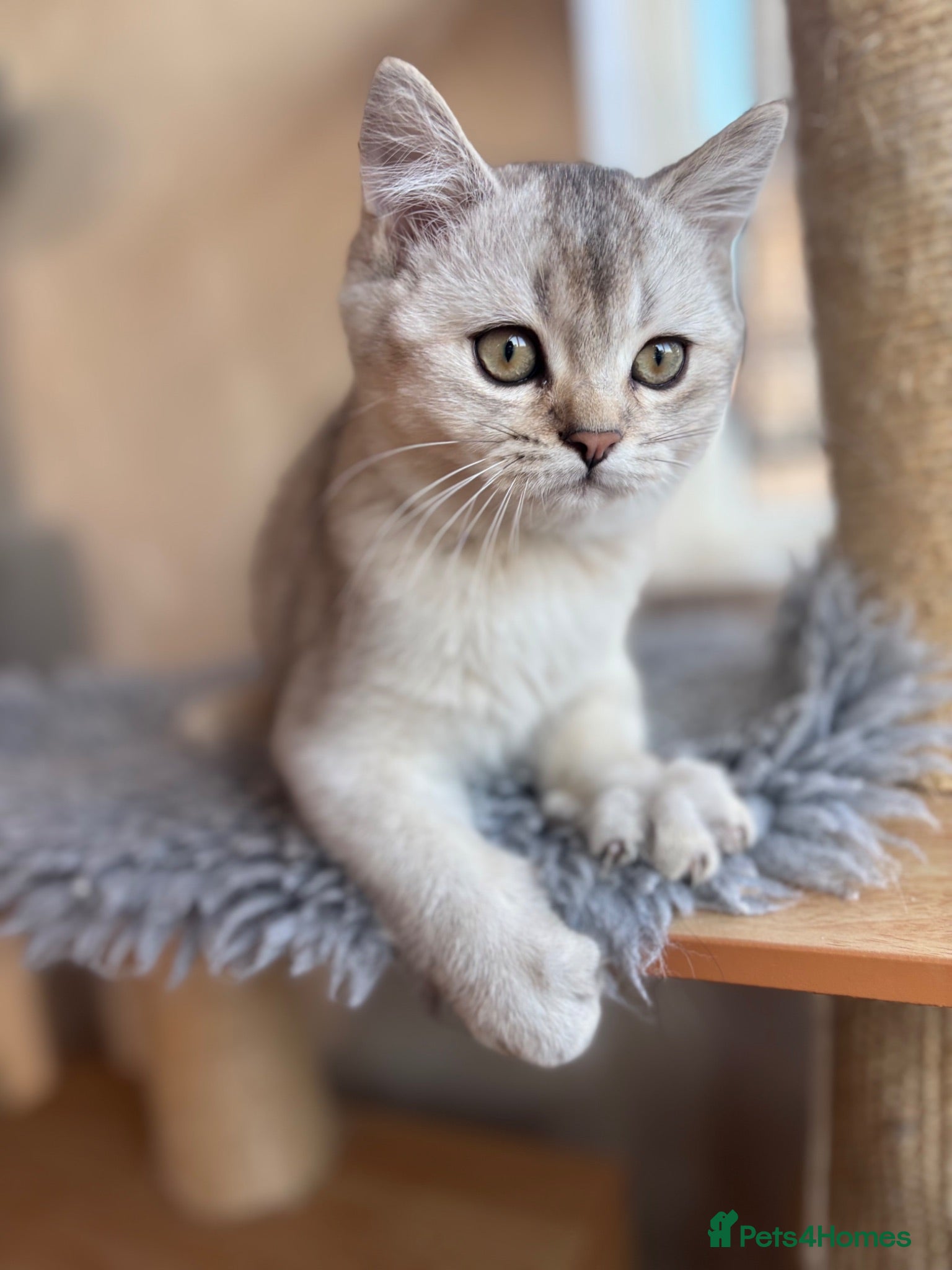 British Shorthair cats Ready to go!!! - Advert 9