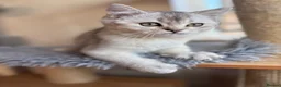 British Shorthair cats for sale: Ready to go!!! - Advert 1