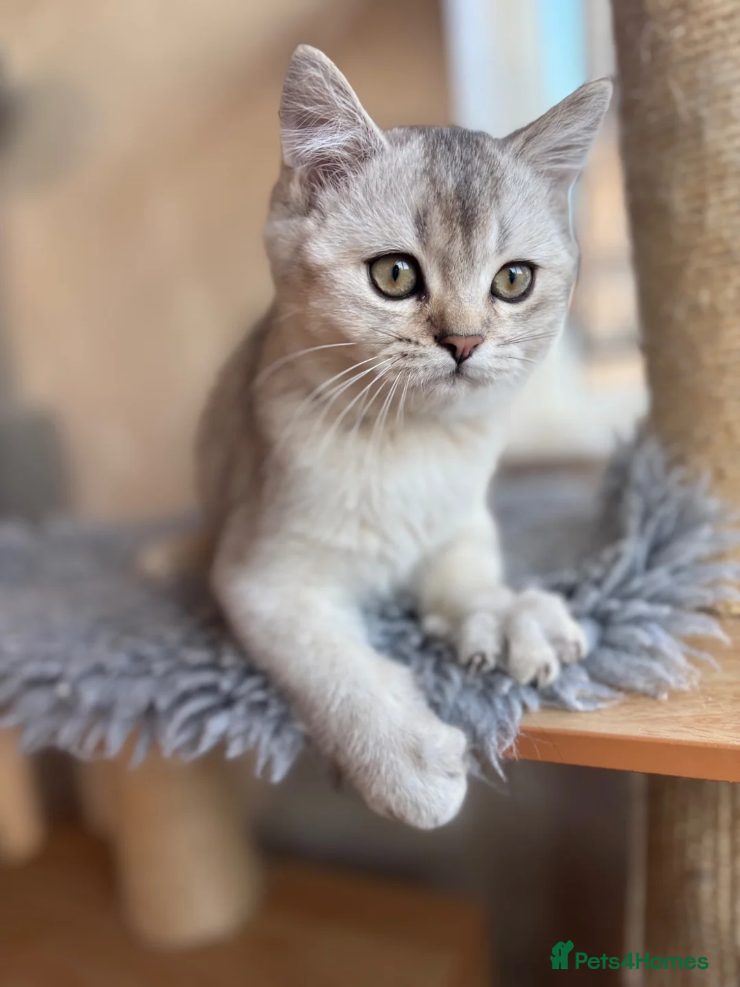 British Shorthair cats for sale: Ready to go!!! - Advert 1