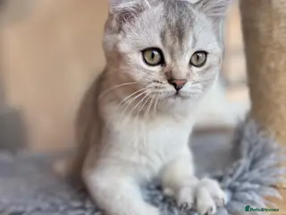 British Shorthair cats Ready to go!!! - Advert 9
