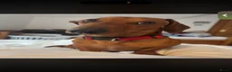 Miniature Dachshund dogs for stud: Miniature Dachshund For Stud - Advert 1