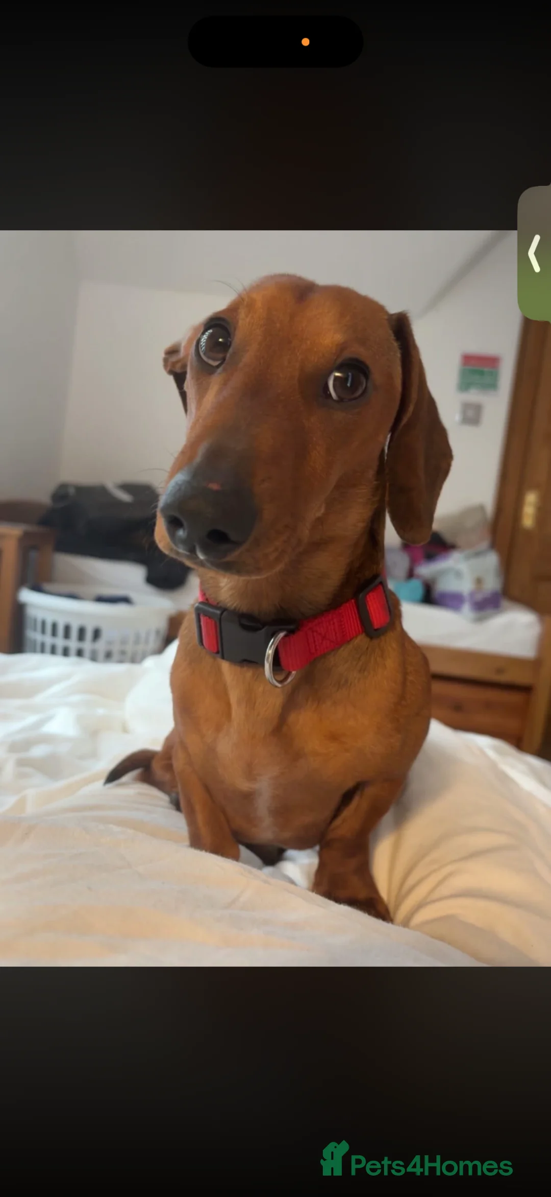 Miniature Dachshund dogs for stud: Miniature Dachshund For Stud - Advert 1