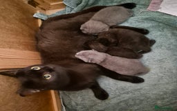 British Shorthair cats for sale: Last British shorthair kitten available! - Image 2