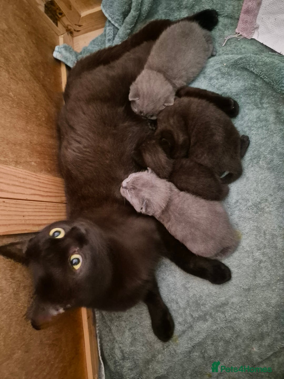 British Shorthair cats for sale: Last British shorthair kitten available! - Image 2