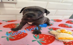 Staffordshire Bull Terrier dogs for sale: Blue Staffordshire Bull Terrier - Image 4