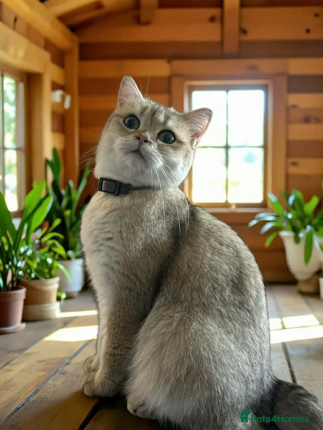 British Shorthair cats for sale: Beautiful golden BSH for sale 💖 - Advert 3