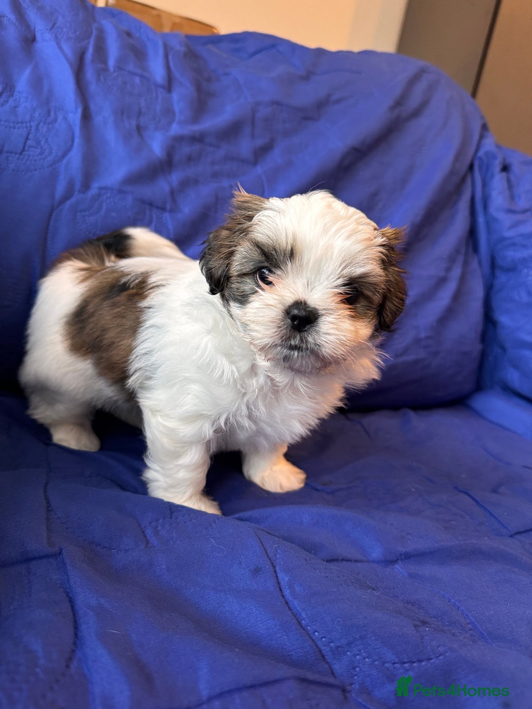Shih Tzu dogs for sale: ShihTzu Puppies Ready for Their Forever Homes Soon - Image 3