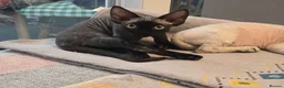 Devon Rex cats for sale: Ready now Black Devon Rex boy - Advert 6