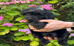 Mixed Breed dogs for sale:  Cavapoo x Cockapoo Ready 9th August - Image 34