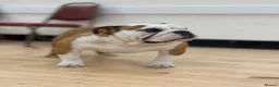 English Bulldog dogs for stud: English bulldog for stud  - Advert 3