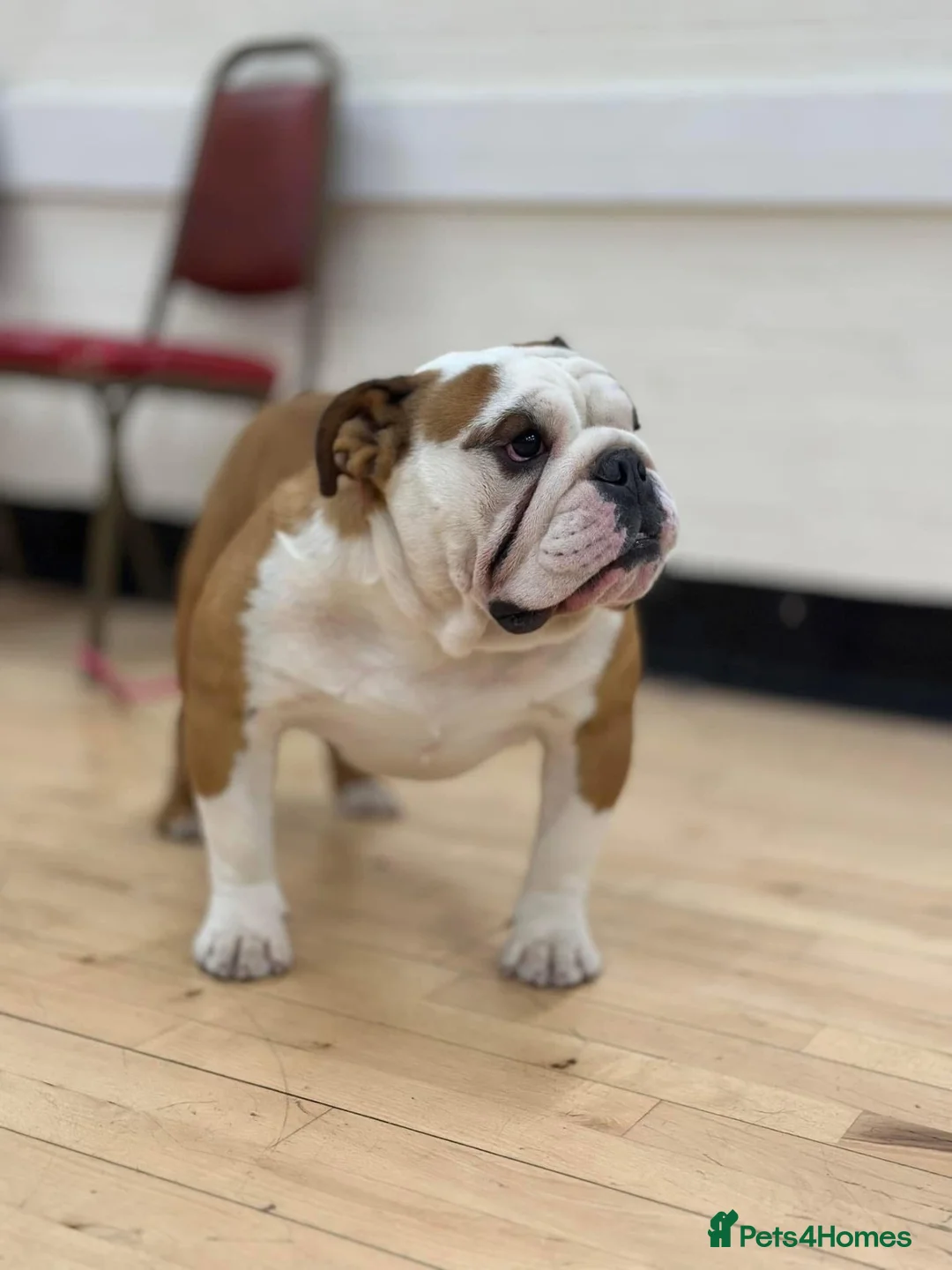 English Bulldog dogs for stud: English bulldog for stud  - Advert 3