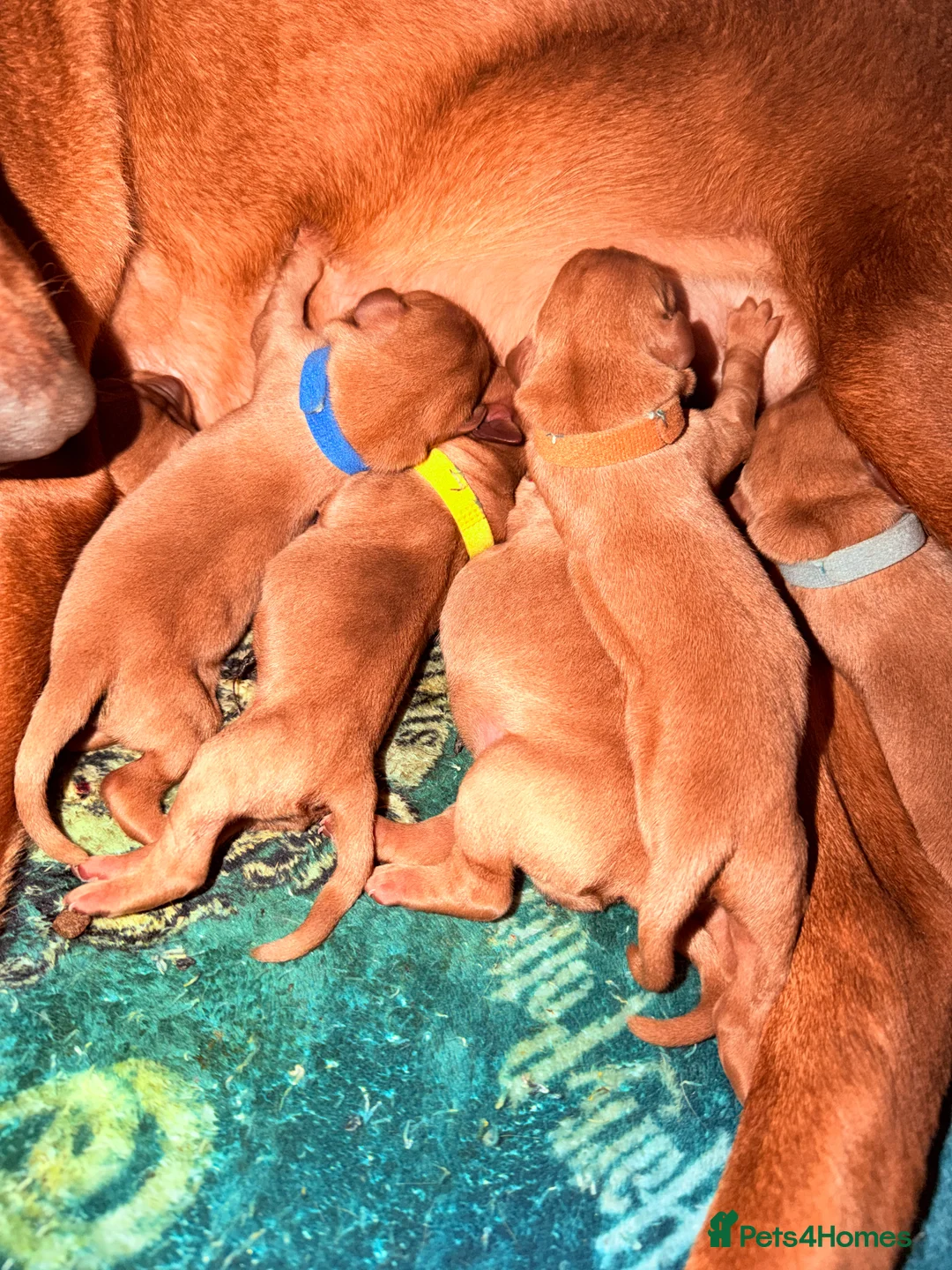 Labrador Retriever dogs for sale: EXCEPTIONAL KC Reg Fox Red with FTCH Lineage - Advert 2