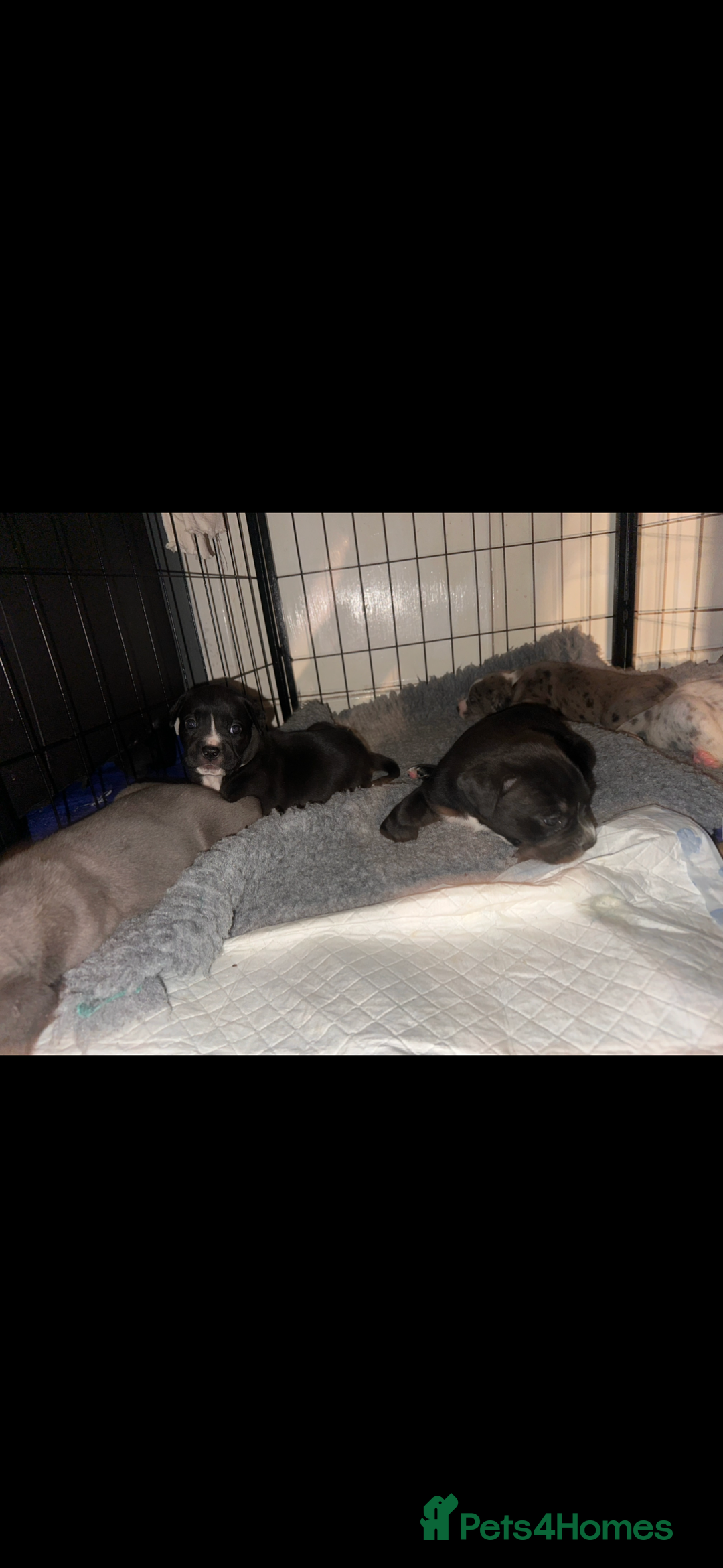 Mixed Breed dogs for sale: Stunning litter of puppies ***cheap*** - Advert 6