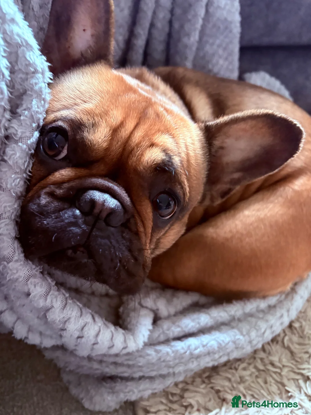 French Bulldog dogs for sale: 3 year old female frenchie  - Advert 1