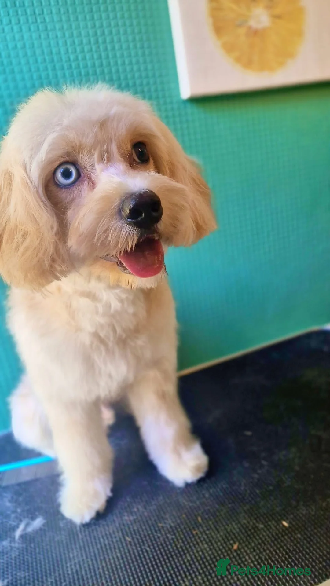 Cavapoo dogs for stud: MERLE Cavapoo - Advert 2