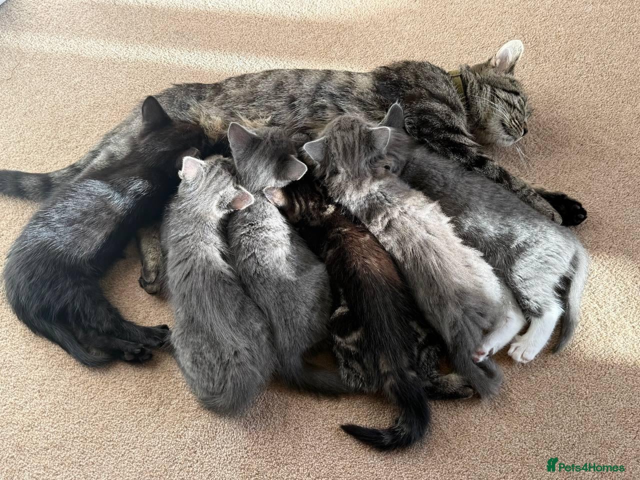 Mixed Breed cats Tabby kittens - Advert 1