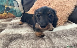 Miniature Dachshund dogs for sale: Miniature Wire Haired Dachshunds - Image 25