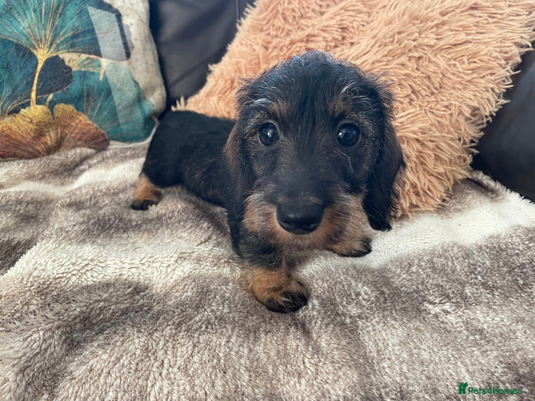 Miniature Dachshund dogs for sale: Miniature Wire Haired Dachshunds - Image 25