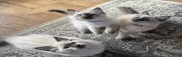 Ragdoll cats for sale: Beautiful ragdolls  - Advert 2