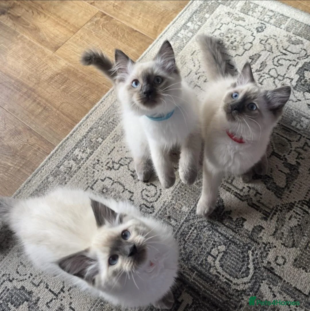 Ragdoll cats for sale: Beautiful ragdolls  - Advert 2
