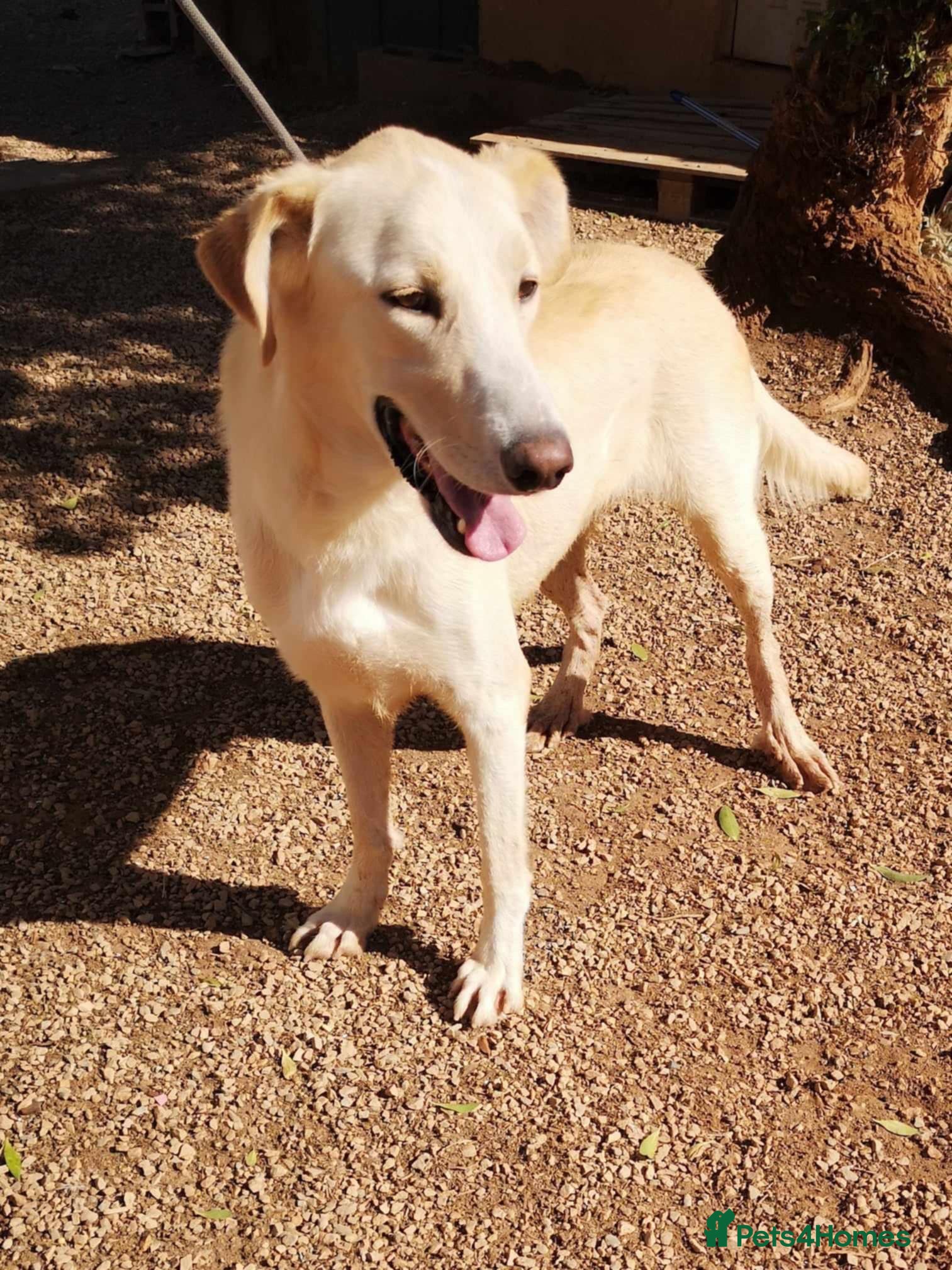 Mixed Breed dogs 🐾💔 Yogui Needs a Home 💔🐾 - Advert 9