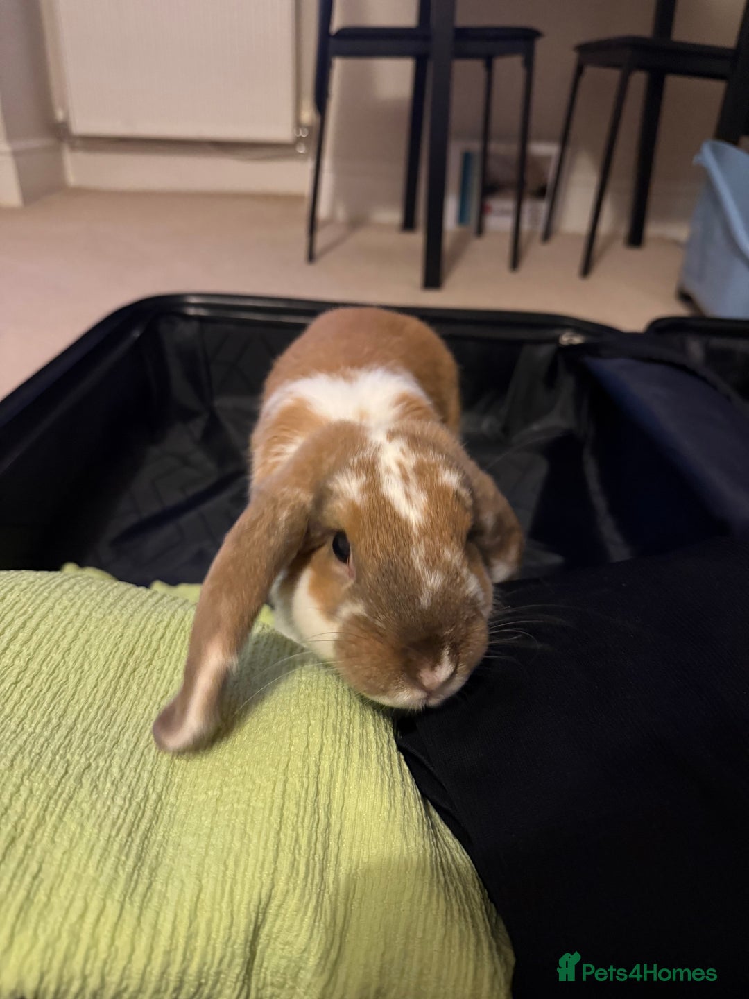 Mini Lop rabbits for sale: Female and male bonded rabbits for sale - Image 2