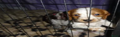 Cocker Spaniel 4
