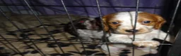 Cocker Spaniel dogs for sale: 4 Working Cocker Spaniel Puppies - Advert 26