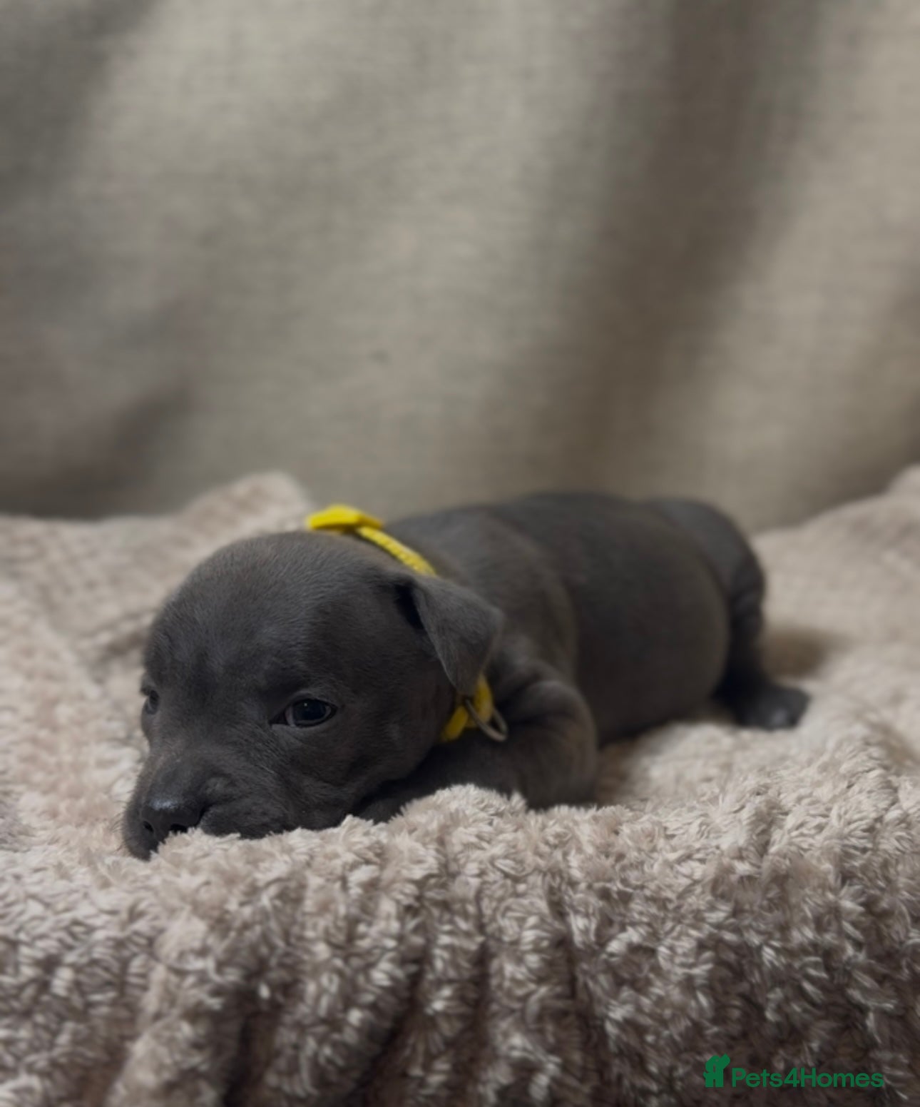 Staffordshire Bull Terrier dogs  KC Registered Staffordshire Bull Terrier Puppies - Advert 1