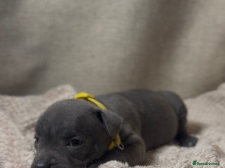 Staffordshire Bull Terrier dogs KC Registered Staffordshire Bull Terrier Puppies - Advert 1