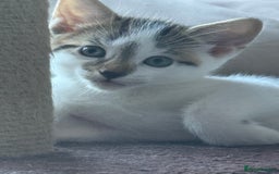 Mixed Breed cats for sale: Adorable Male Kitten Looking for His Forever Home - Image 1