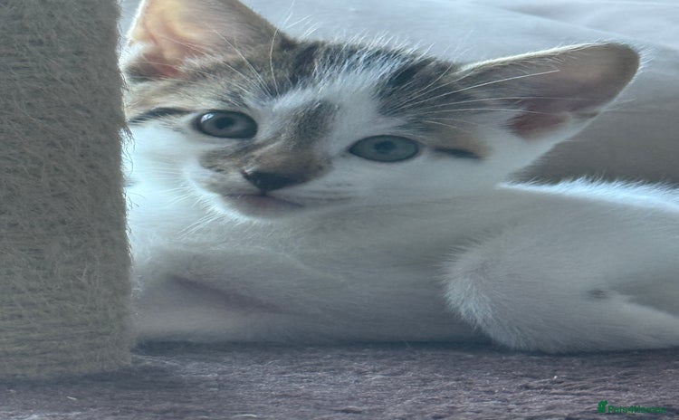 Mixed Breed cats - Advert 4