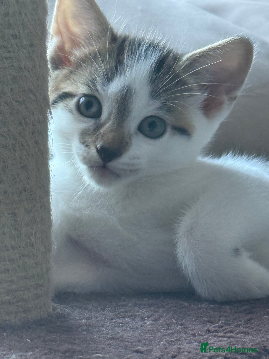 Mixed Breed cats for sale: Adorable Male Kitten Looking for His Forever Home - Image 1