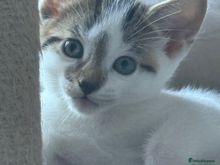 Mixed Breed cats - Advert 27