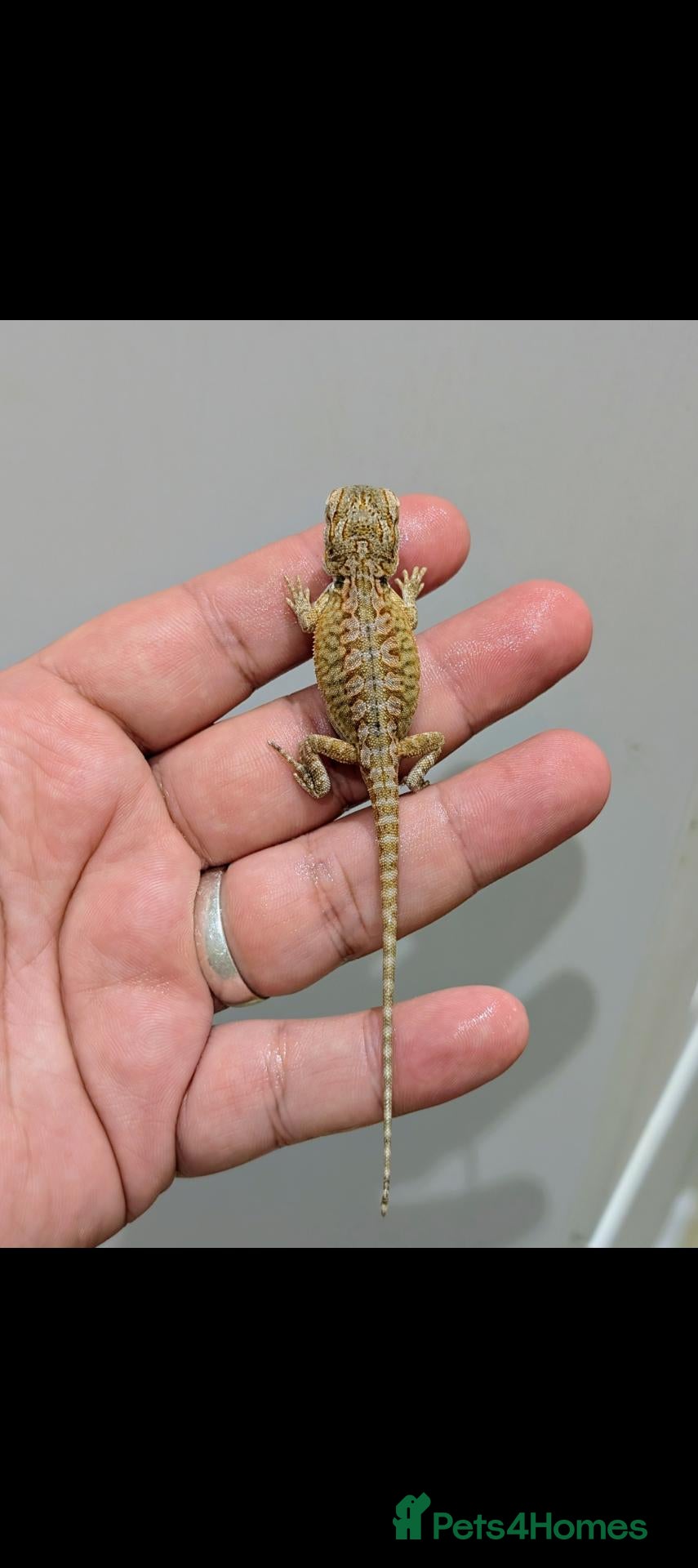 Bearded Dragon reptiles Stunning baby bearded dragons ( read advert) - Advert 1