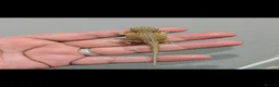 Bearded Dragon reptiles for sale: Stunning baby bearded dragons ( read advert) - Advert 1