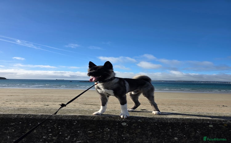 Akita dogs - Advert 5