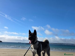 Akita dogs - Advert 1