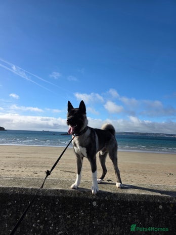 Akita dogs - Advert 5