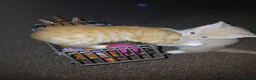 Mixed Breed cats for sale: Beautiful kittens  - Advert 15
