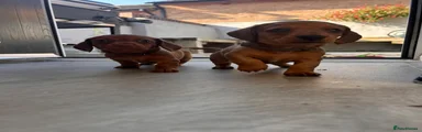 Miniature Dachshund Puppy 7