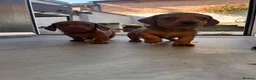 Miniature Dachshund dogs for sale: Miniature dachshund puppies - Ready Now!   - Advert 29