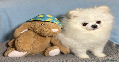 Pomeranian dogs White KC Pomeranian for stud only - Advert 6