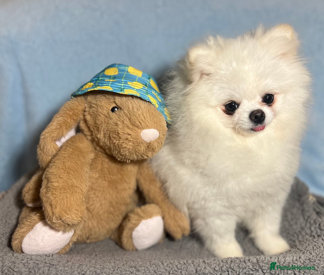 Pomeranian dogs for stud: White KC Pomeranian (Stud)  - Advert 7