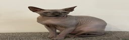 Sphynx cats for sale: Beautiful Canadian sphynx queen  - Advert 2